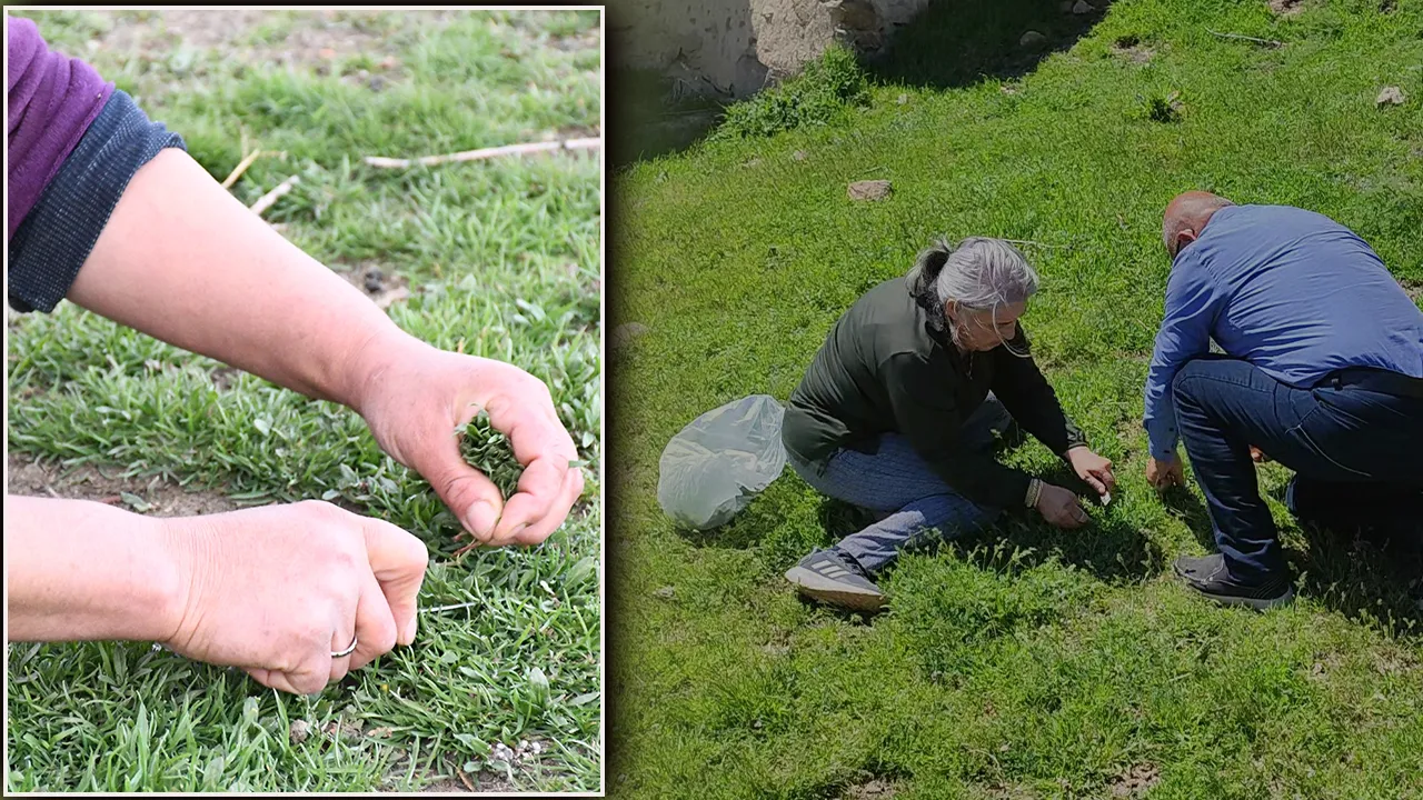 Bir günde 3 kilo toplanıyor! Kırsalda kendiliğinden yetişiyor, Yozgat’ın vazgeçilmezinde mesai başladı 