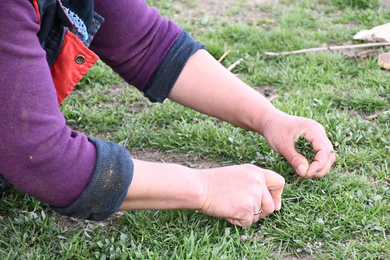 Bir günde 3 kilo toplanıyor! Kırsalda kendiliğinden yetişiyor, Yozgat’ın vazgeçilmezinde mesai başladı