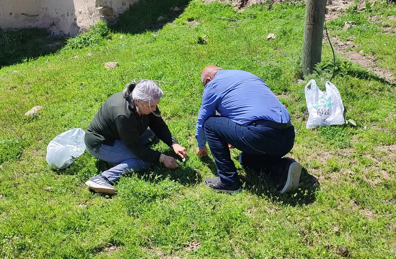 Bir günde 3 kilo toplanıyor! Kırsalda kendiliğinden yetişiyor, Yozgat’ın vazgeçilmezinde mesai başladı