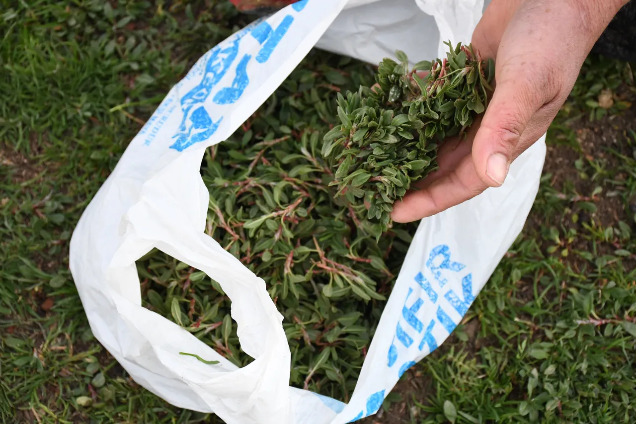 Bir günde 3 kilo toplanıyor! Kırsalda kendiliğinden yetişiyor, Yozgat’ın vazgeçilmezinde mesai başladı