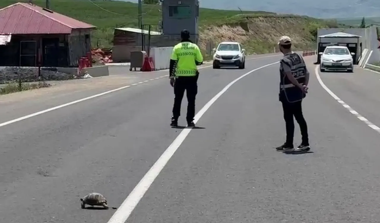 Hınıs'ta örnek davranış! Kaplumbağa ezilmesin diye trafiği durduran polis kamerada