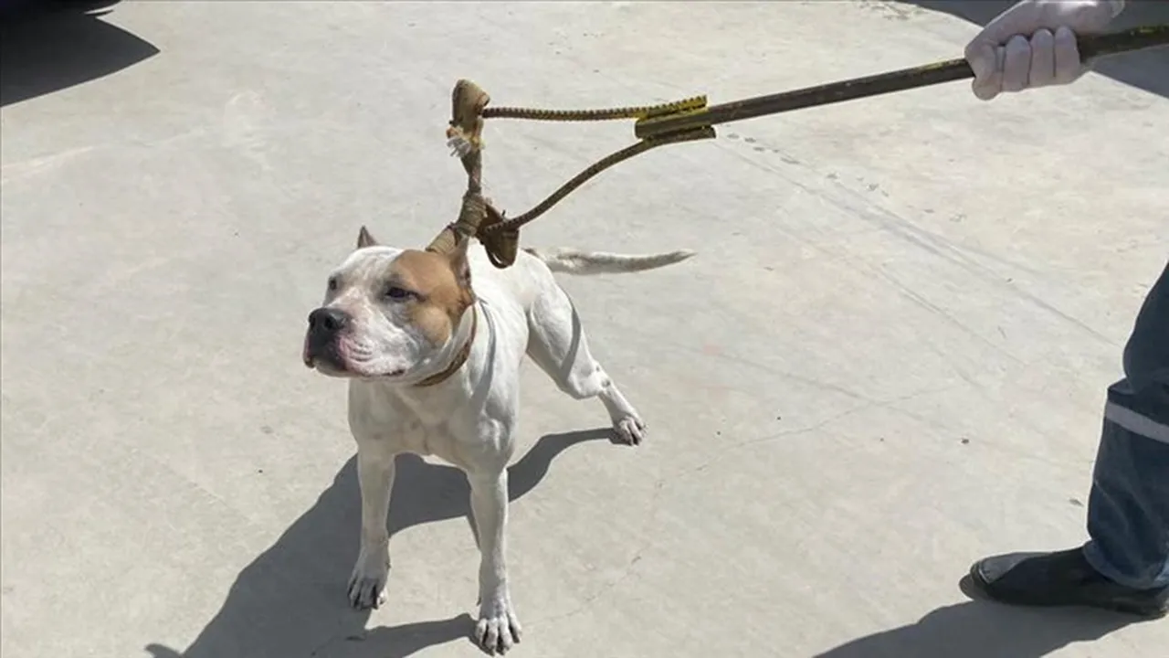 İngiltereden dikkat çeken karar! 12 yaş altındaki çocuklar köpeklerle yalnız bırakılmayacak