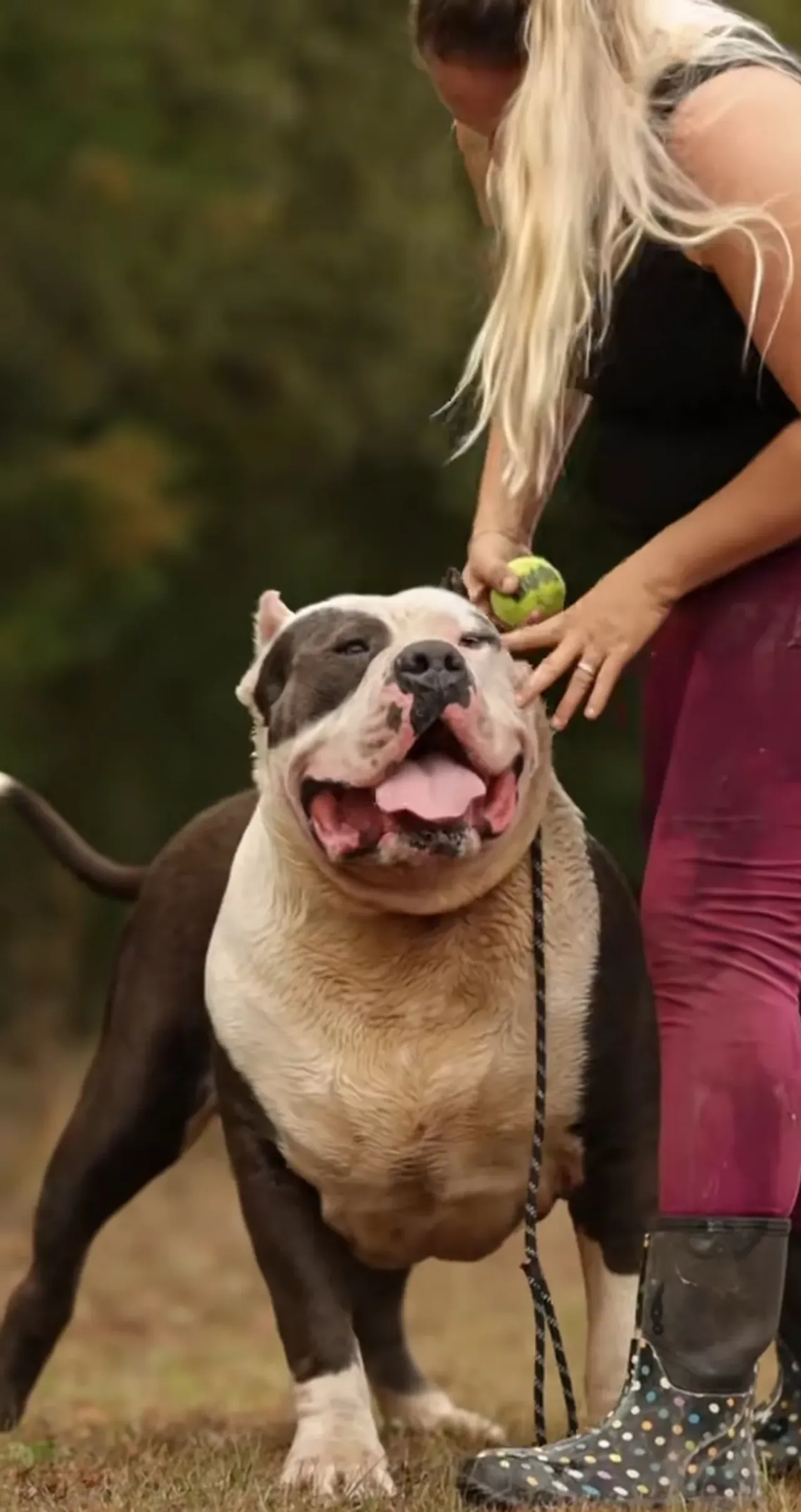 İngiltereden dikkat çeken karar! 12 yaş altındaki çocuklar köpeklerle yalnız bırakılmayacak