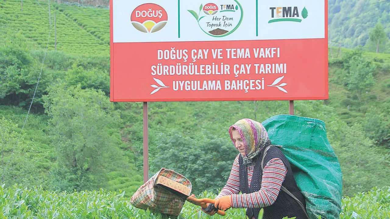 Onarıcı tohumlar toprakla buluştu: Rize çayı yeniden demleniyor