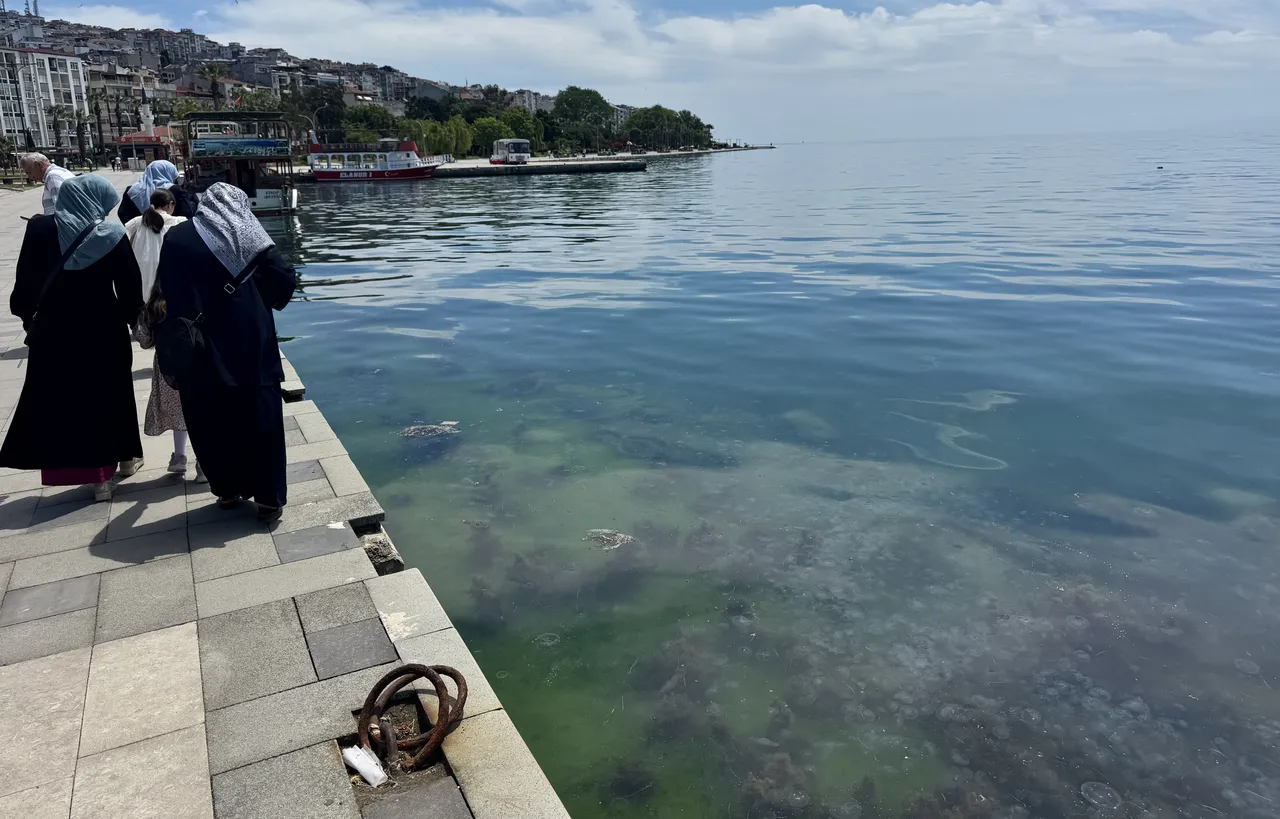 Sinop'ta korkutan görüntü: Sahili binlerce denizanası işgal etti!