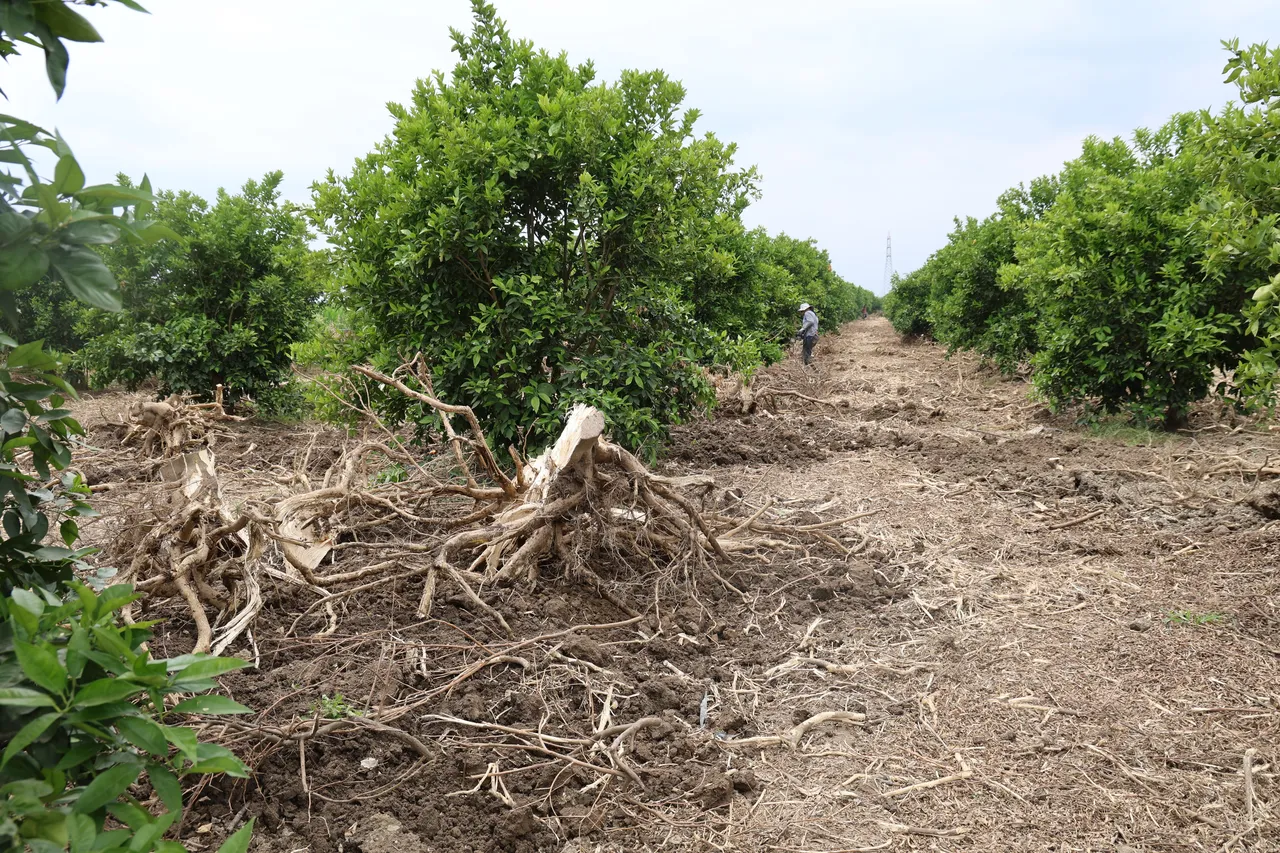 Tek tek kesildi! Limon ve portakal ağaçları bu kez 'kömür' için hasat edildi
