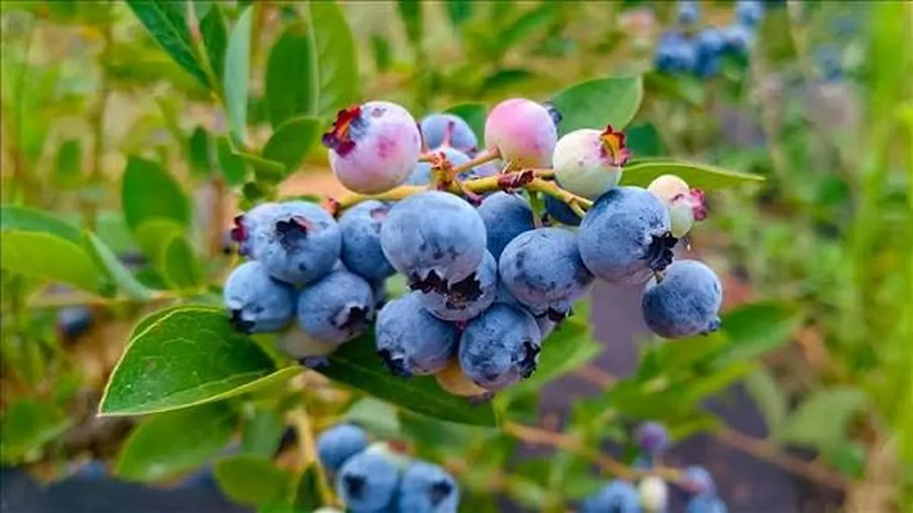 Dev şirketler bu ürüne koşuyor! Saksıda yetişiyor, 5 yılda amorti ediyor