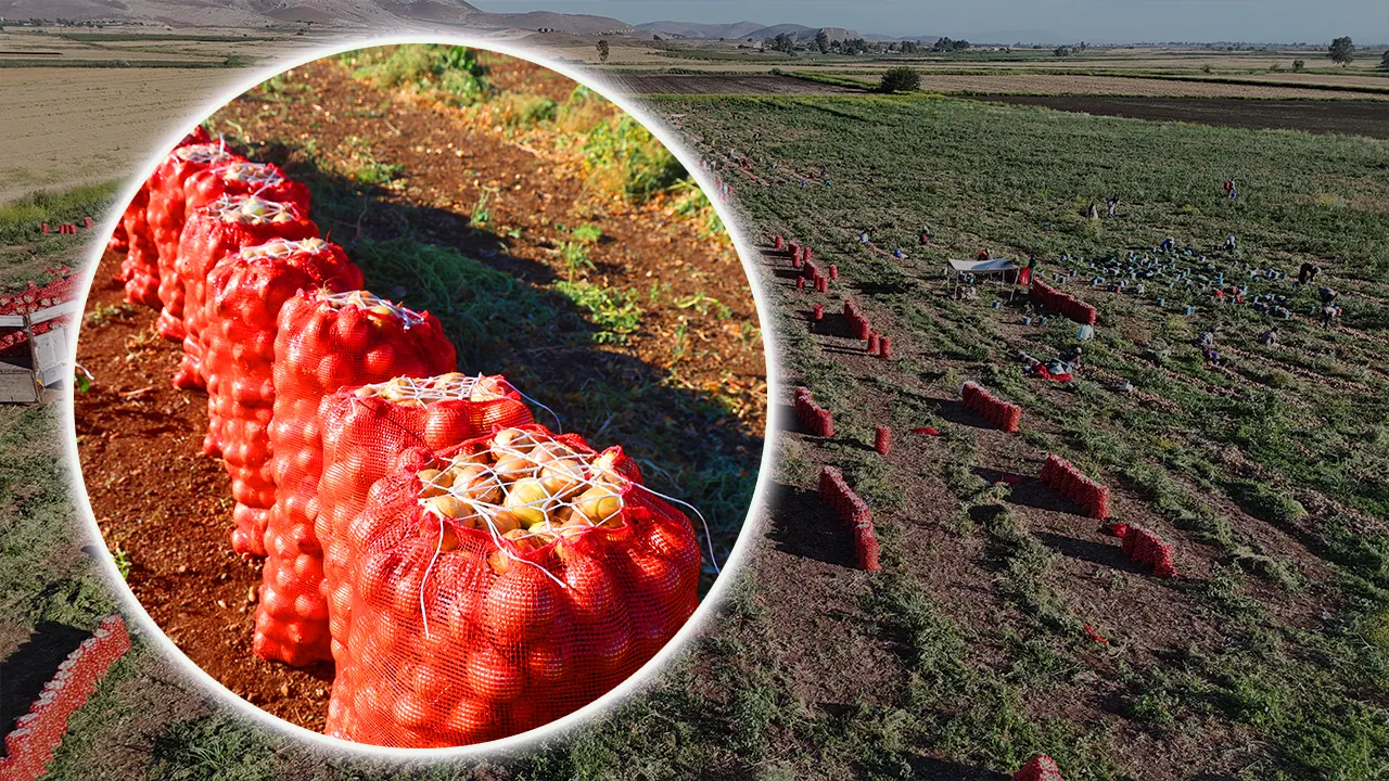Hasadı uçuşta! Fiyatı 10 günde 18 TL’den 30 TL’ye çıktı, soğan üreticisi memnun, ağustosa kadar sürecek