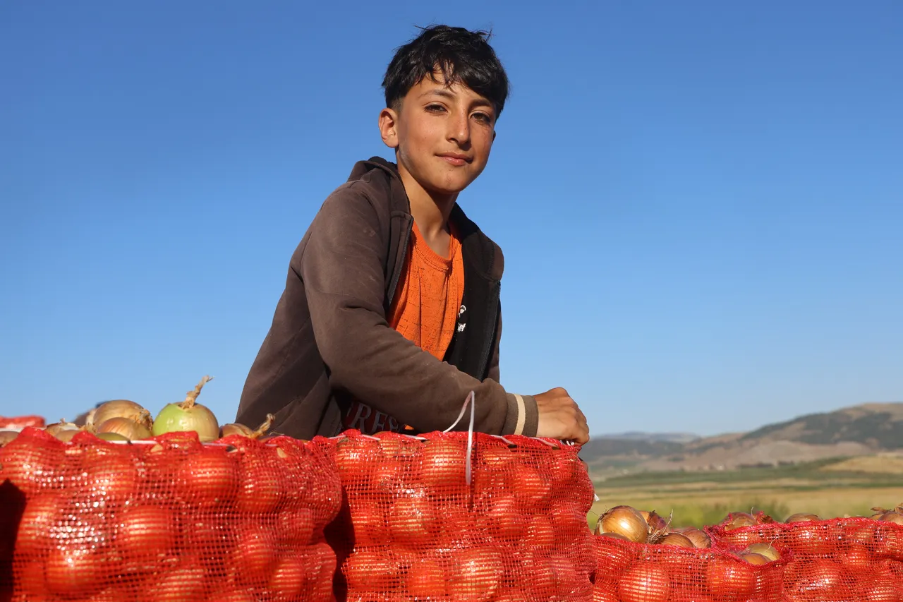 Hasadı uçuşta! Fiyatı 10 günde 18 TL’den 30 TL’ye çıktı, soğan üreticisi memnun, ağustosa kadar sürecek