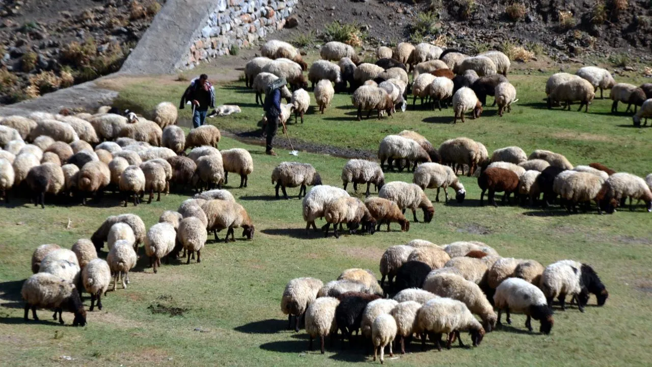 Kırsalda Bereket Küçükbaşa Destek Projesi sonuçları açıklandı! İşte sonuç sorgulama ekranı