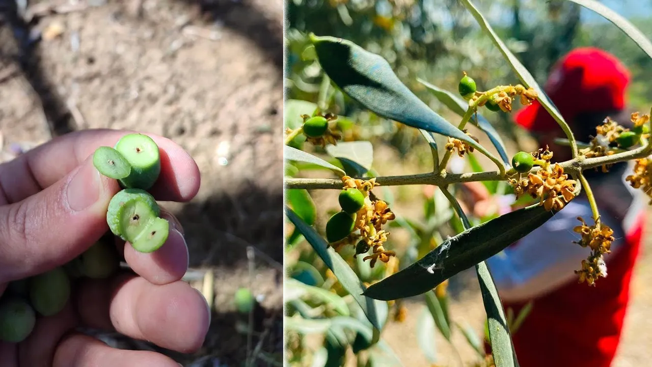 Manisa’da zeytin üreticisine ‘güve’ uyarısı! İlaçlama tarihlerine dikkat 