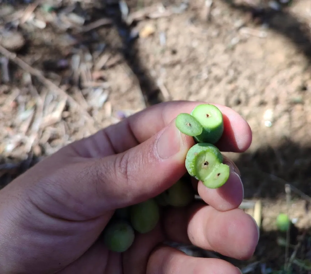 Manisa’da zeytin üreticisine ‘güve’ uyarısı! İlaçlama tarihlerine dikkat