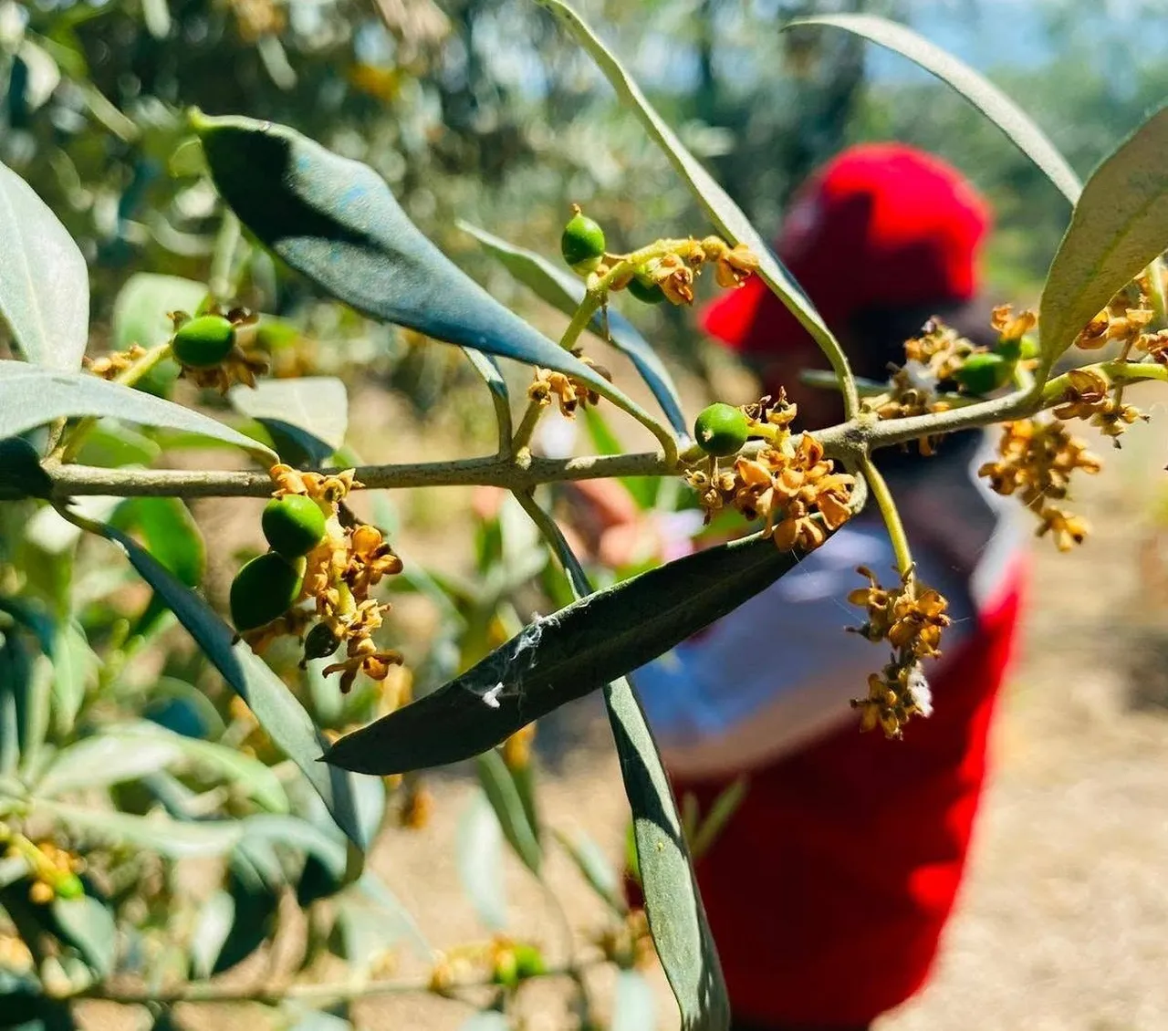 Manisa’da zeytin üreticisine ‘güve’ uyarısı! İlaçlama tarihlerine dikkat