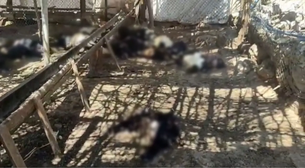 Ağıla giren başıboş köpekler, 26 keçiyi telef etti