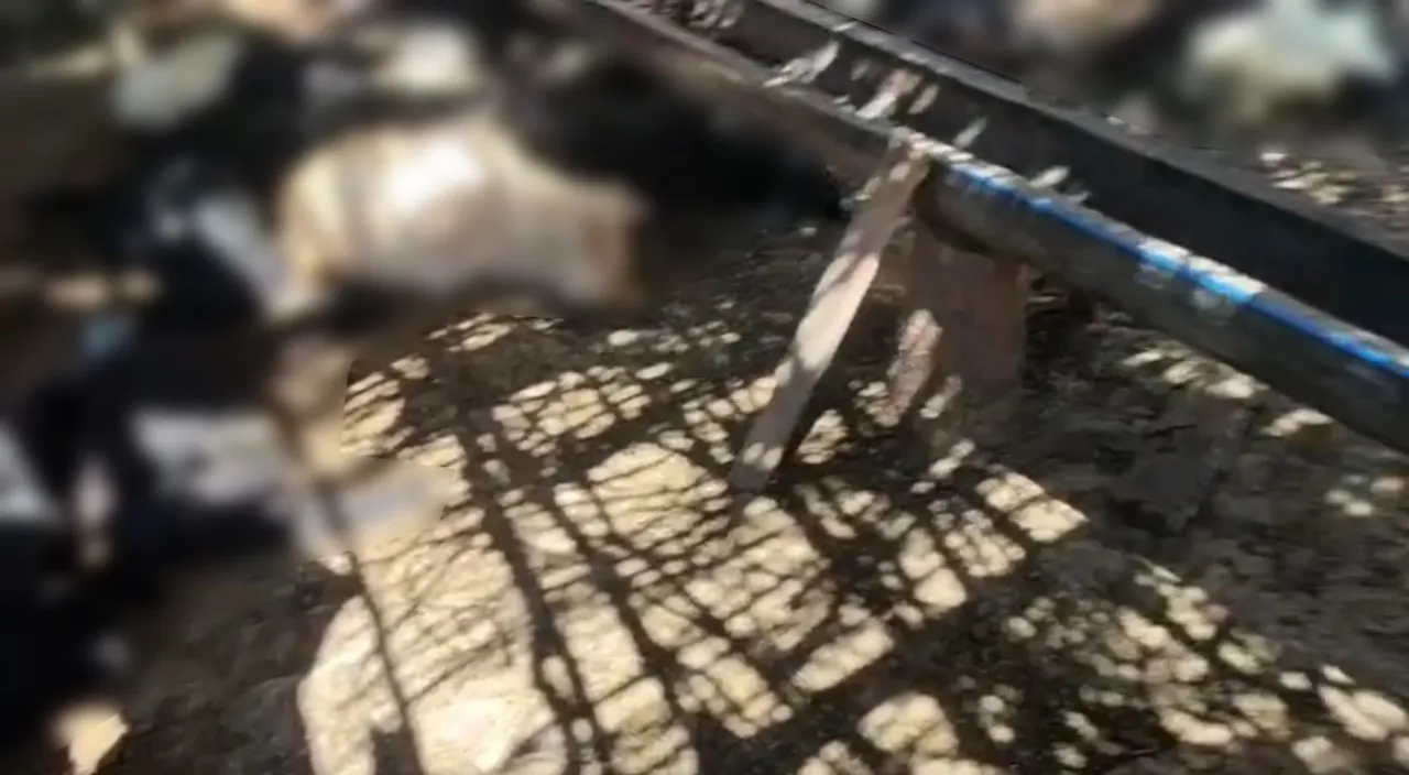Ağıla giren başıboş köpekler, 26 keçiyi telef etti