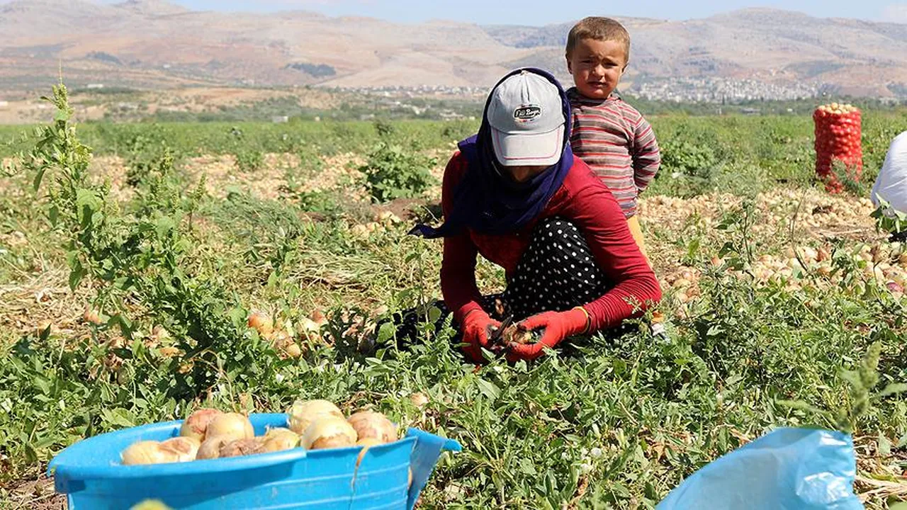 Bakan Vedat Işıkhan’dan 81 il valisine talimat! Mevsimlik işçilerin çalışma koşulları iyileştirilsin