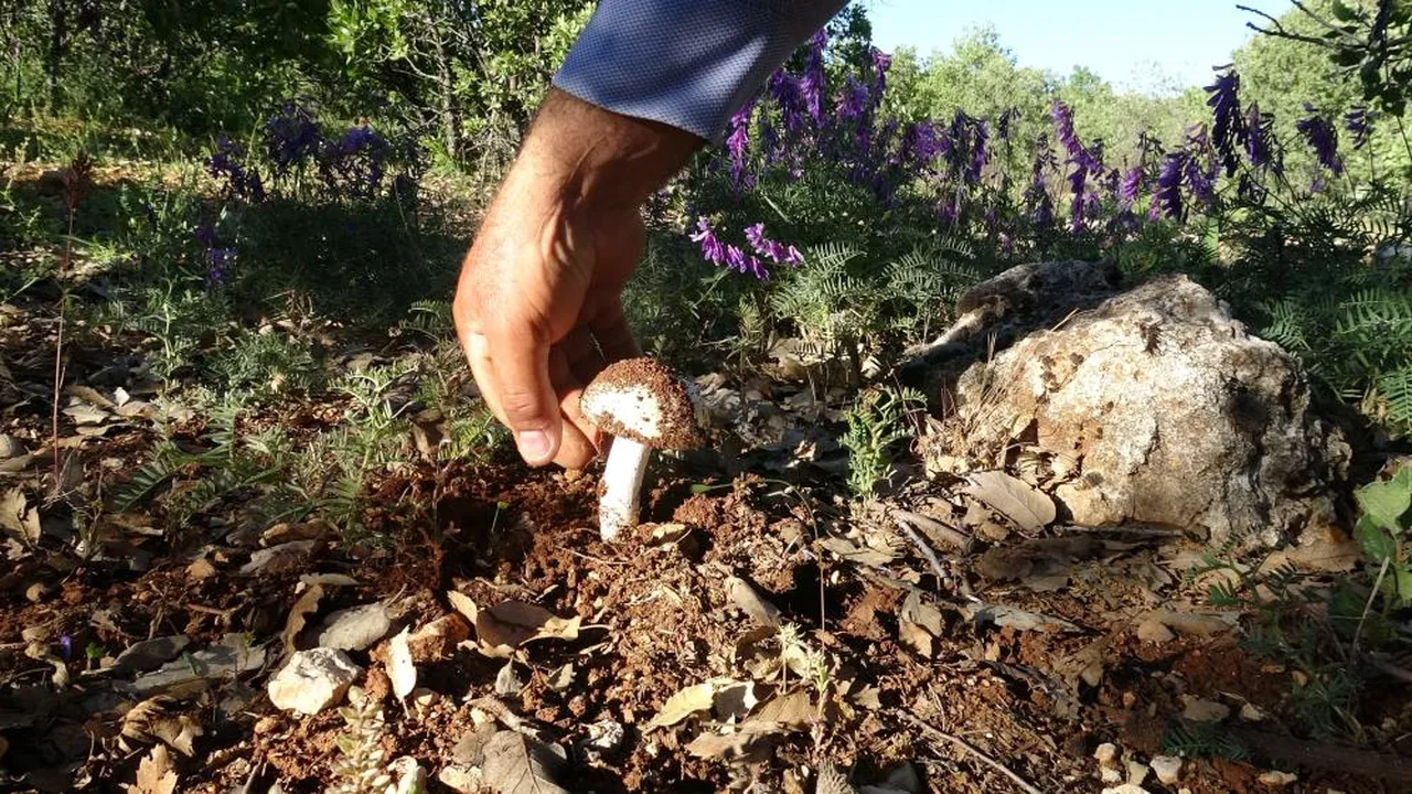 Kilosu 500 TL'den başlıyor, 1000 TL'ye kadar gidiyor! Kimi satıyor, kimi de bedava dağıtıyor