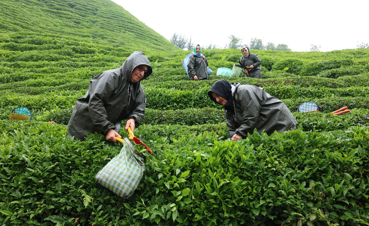 Onarıcı tohumlar toprakla buluştu: Rize çayı yeniden demleniyor