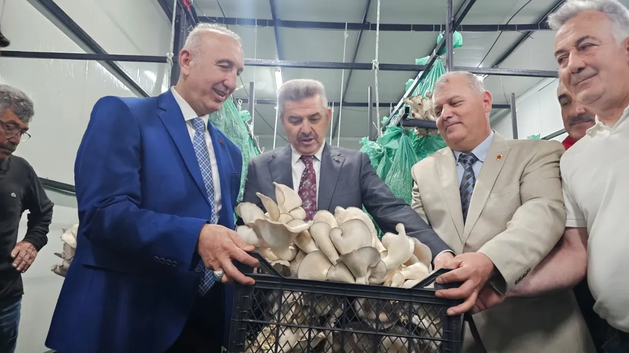 Tünelde üretiliyor, ilk hasat yapıldı! Kent ekonomisine büyük katkı sağlayacak
