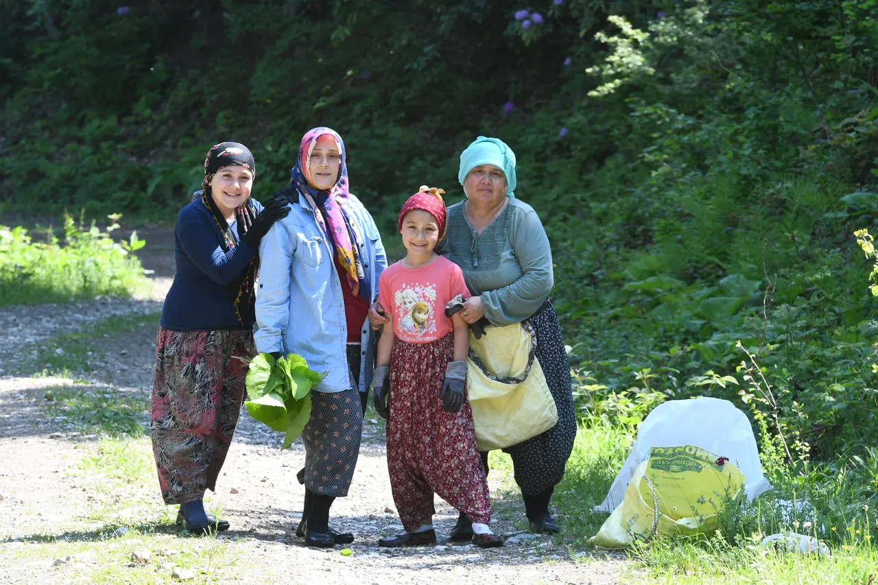 Çoluk çocuk bedavaya topluyorlar! Bağırsakları anında çalıştırıyor, faydası çok