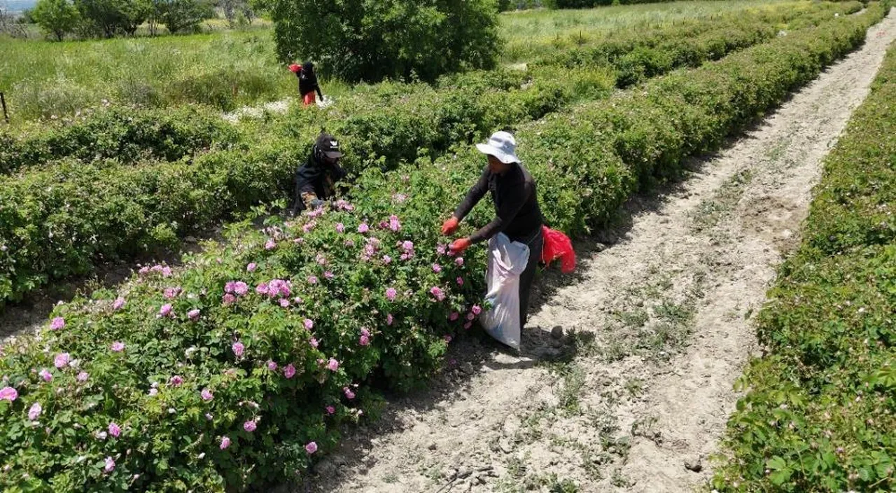 4 tondan sadece 1 kilo çıkıyor: Fiyatı ise bir araba parası!