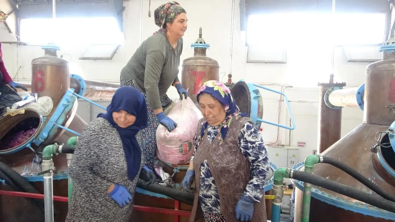 4 tondan sadece 1 kilo çıkıyor: Fiyatı ise bir araba parası!