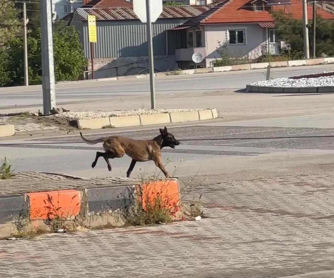 Dinlenme tesisinde dehşet! Başıboş köpek kadına saldırdı, kolunu parçaladı