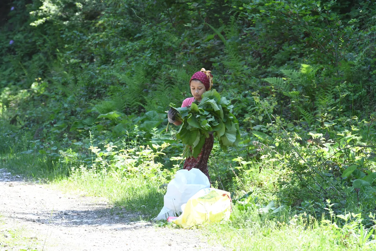 Gizli ‘Mor hazine’ için mesai başladı! Ormanda yetişiyor, tam bir şifa deposu… Kucak kucak topluyorlar
