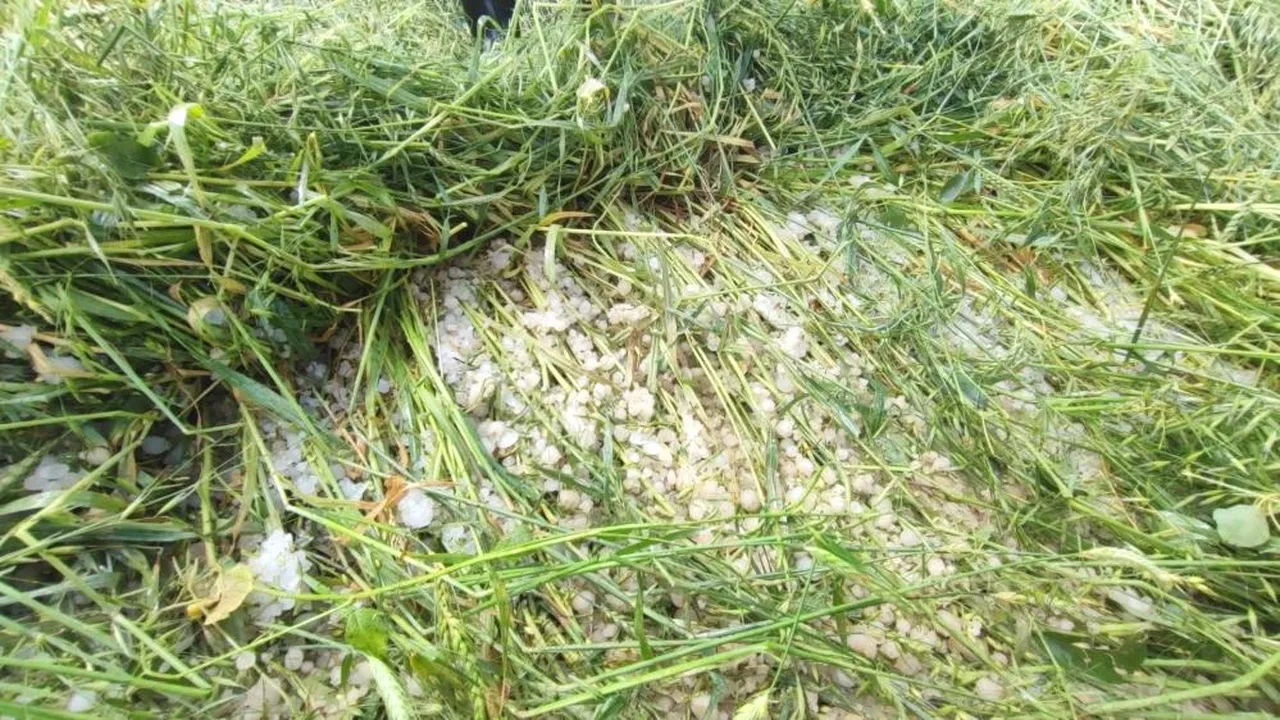 Hasada günler kala felaket! Dolu ve sel ilçeyi vurdu, ürünler tarlada kaldı