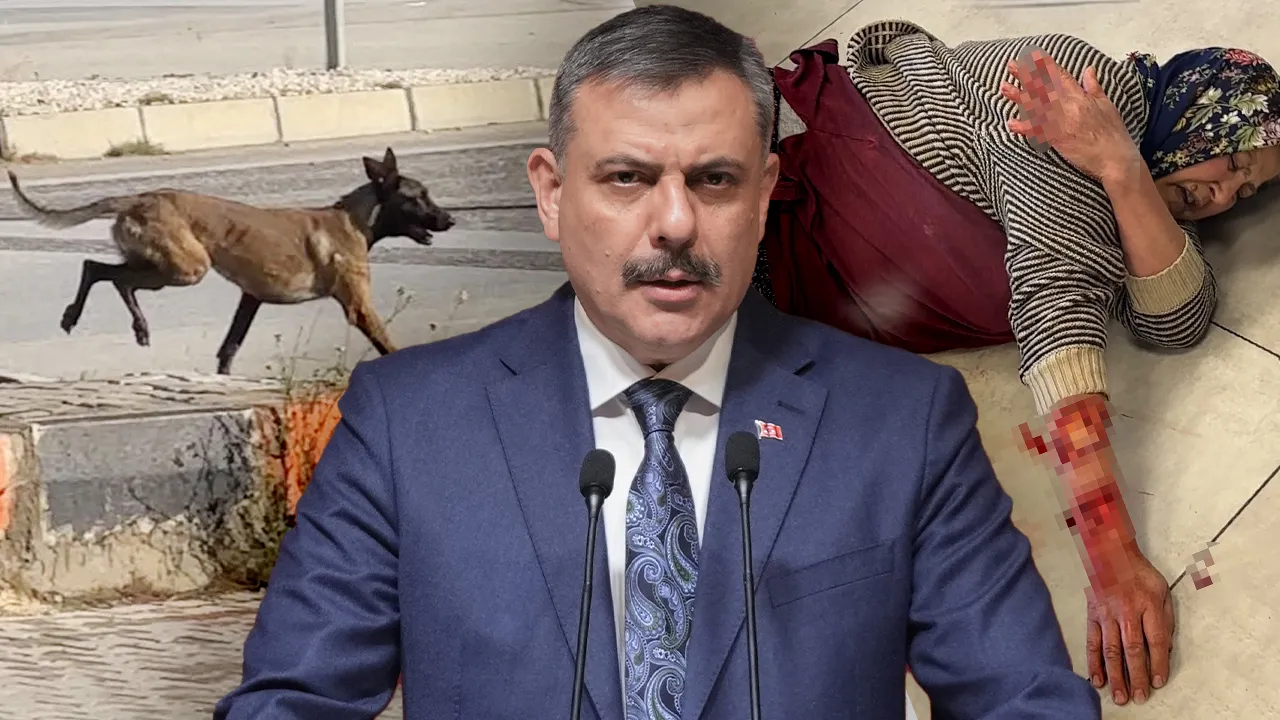 Bakan Çiftçi tarih verdi: Sokak köpeklerinin hepsini toplatacağım