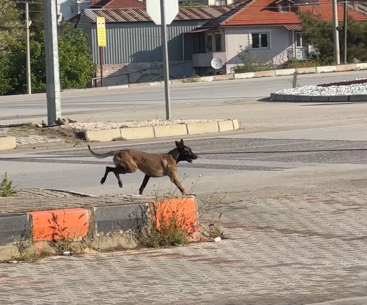 Bakan Çiftçi tarih verdi: Sokak köpeklerinin hepsini toplatacağım