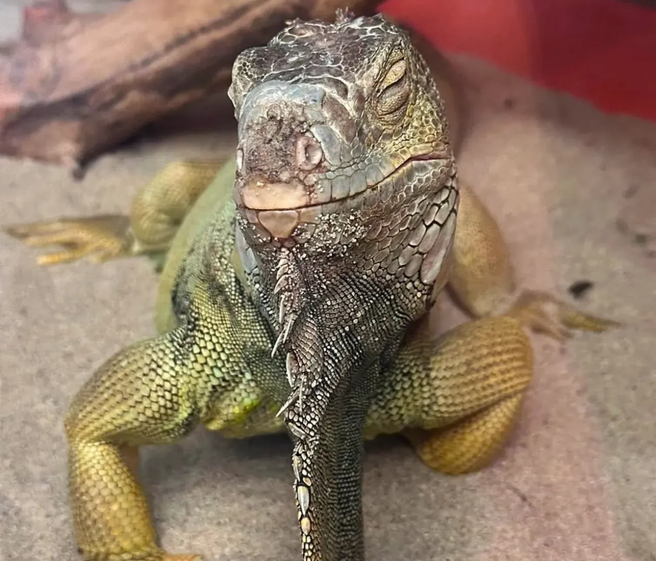Tarantula, iguana, savan varanı, papağan, Afrika dev salyangozları... Hepsi İstanbulda ele geçirildi