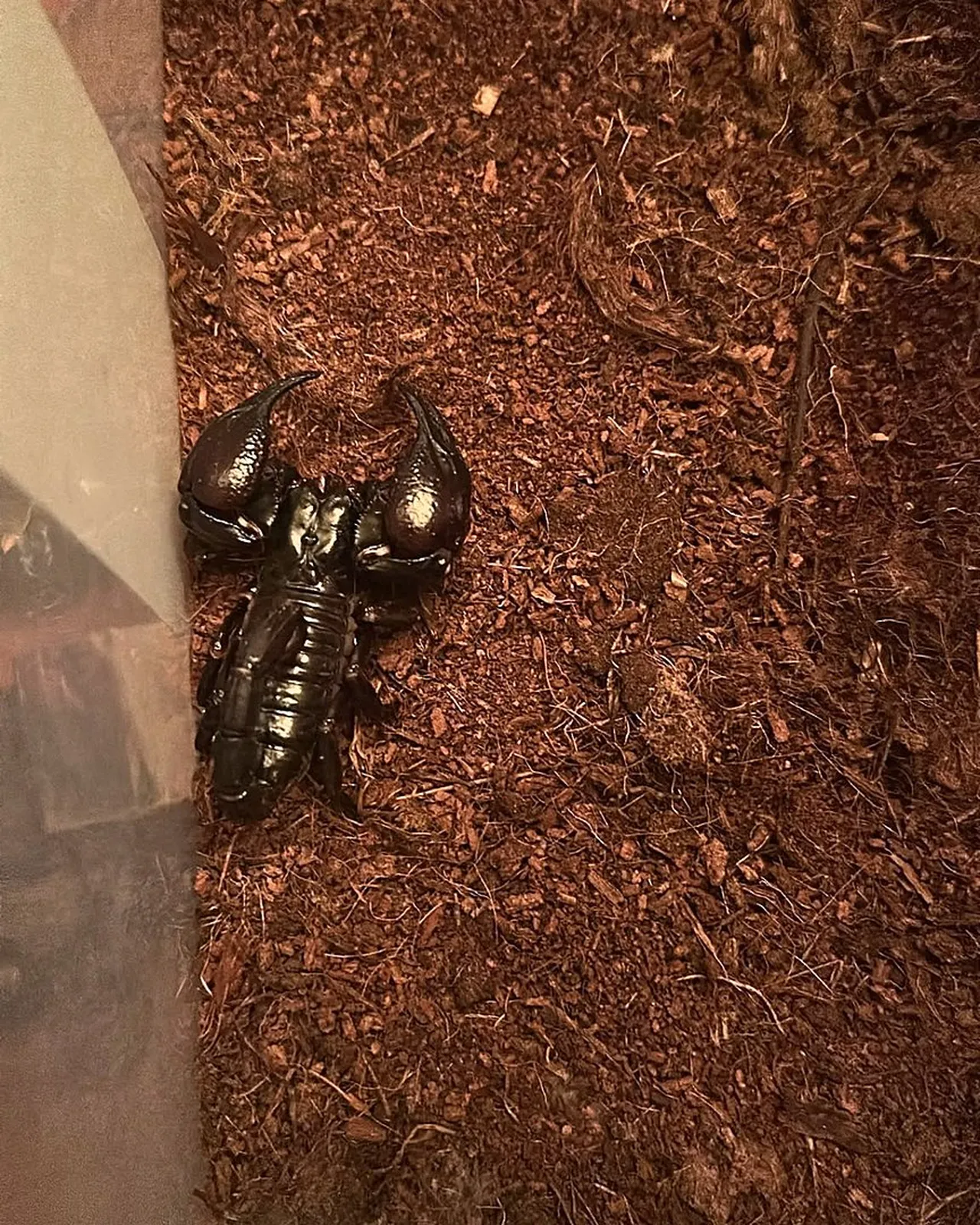 Tarantula, iguana, savan varanı, papağan, Afrika dev salyangozları... Hepsi İstanbulda ele geçirildi