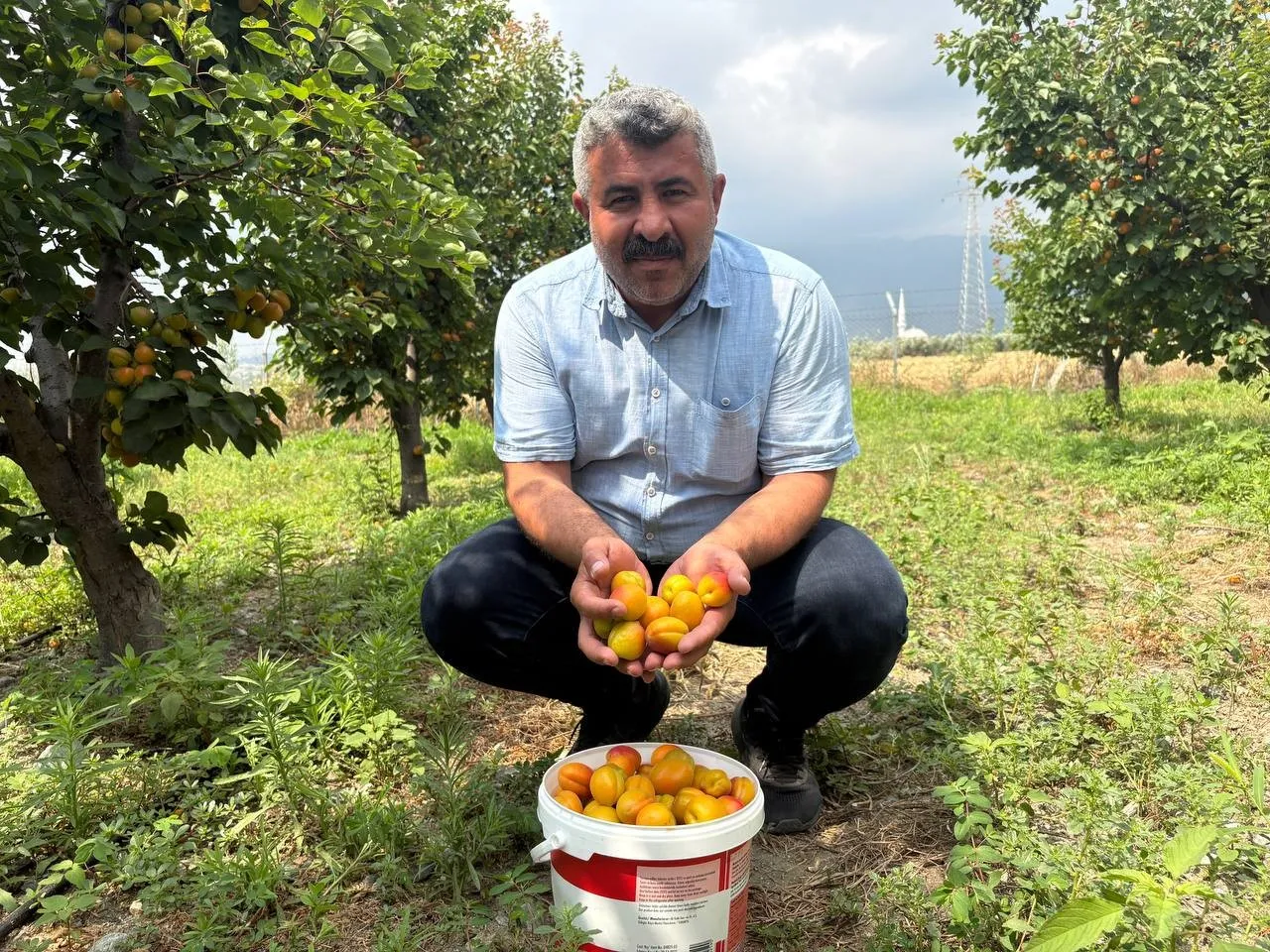Tavsiye üzerine dikti! 6 yıldır yüzde 100 verim alıyor, tadı şekerpare gibi
