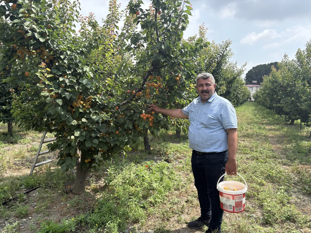 Tavsiye üzerine dikti! 6 yıldır yüzde 100 verim alıyor, tadı şekerpare gibi