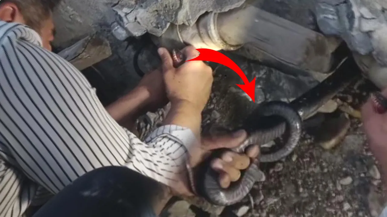 Evdeki yılanlar ailenin kabusu oldu! Duvarın içindeki delikten 1 değil, tam 2 tane çıktı