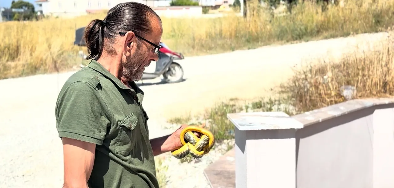 Evlere giren yılanları çıplak elle yakalıyor! Artışın sebebini tek cümleyle anlattı