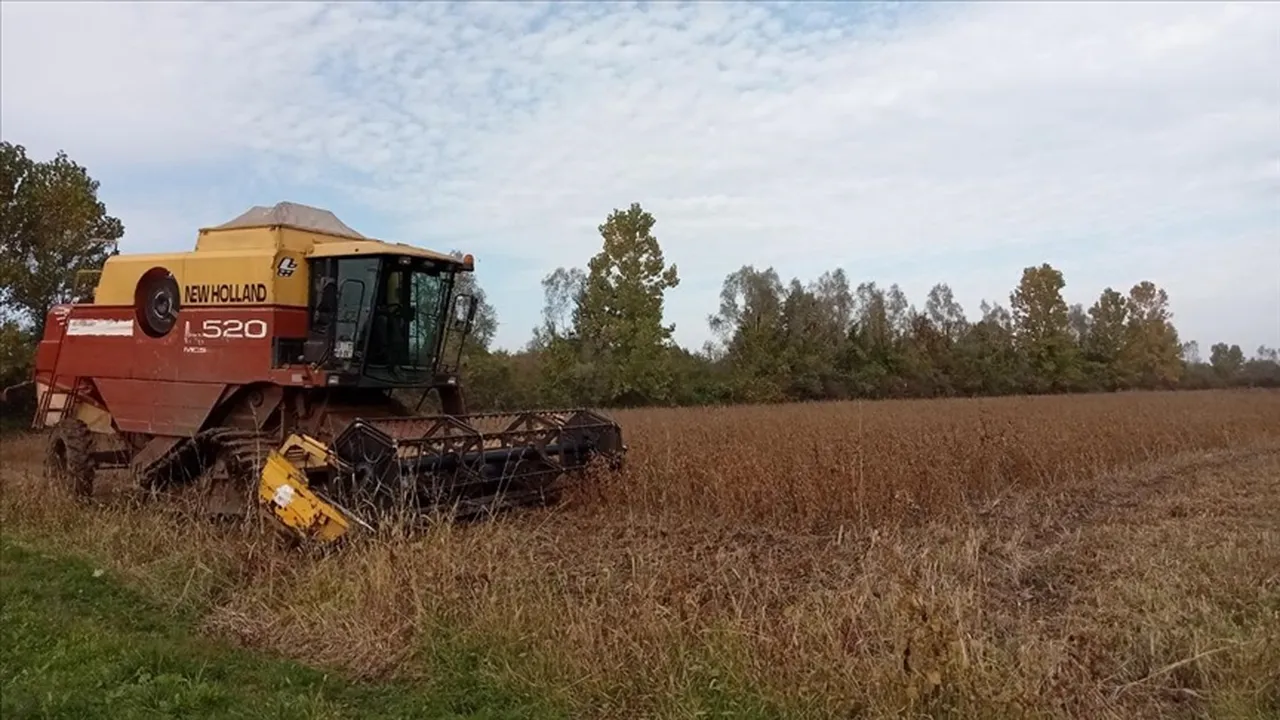 Ormanı tahrip eden ürün AB'ye giremeyecek: Ahşap, kauçuk, kahve ve soya için yeni dönem...