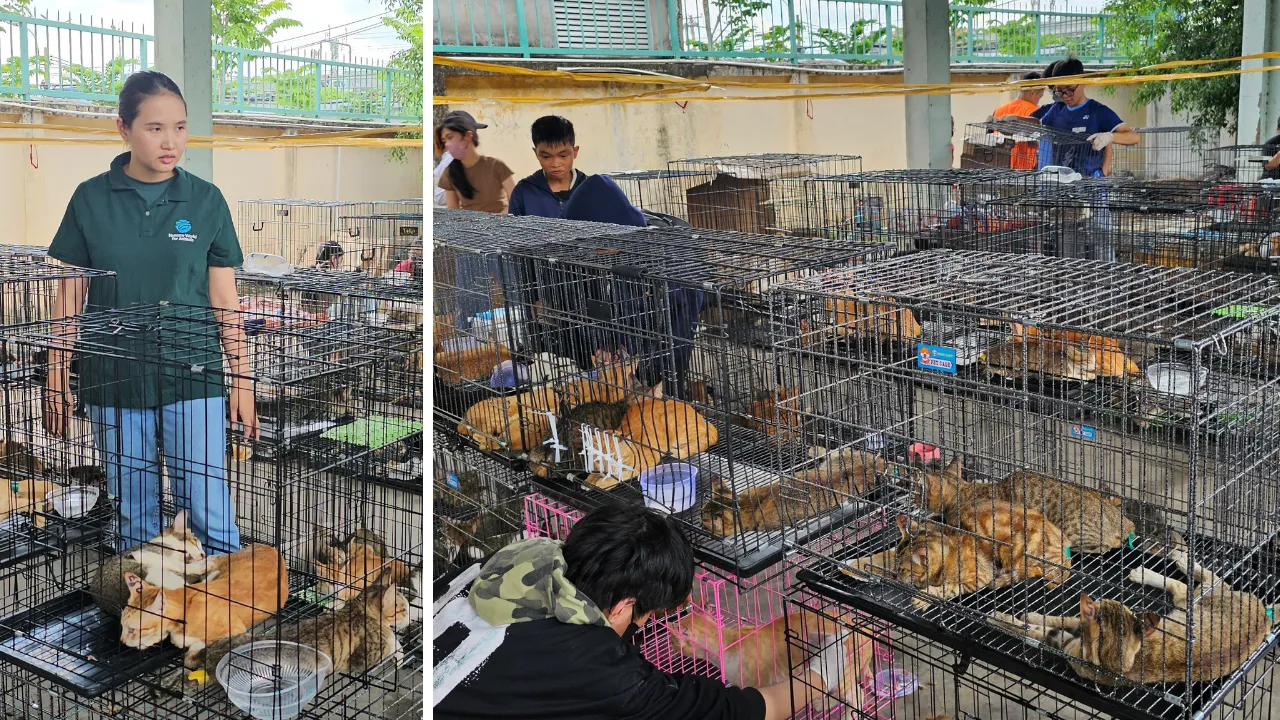 Vietnam'da akılalmaz kedi operasyonu! 400'den fazla çalıntı hayvan kesilmekten son anda kurtarıldı