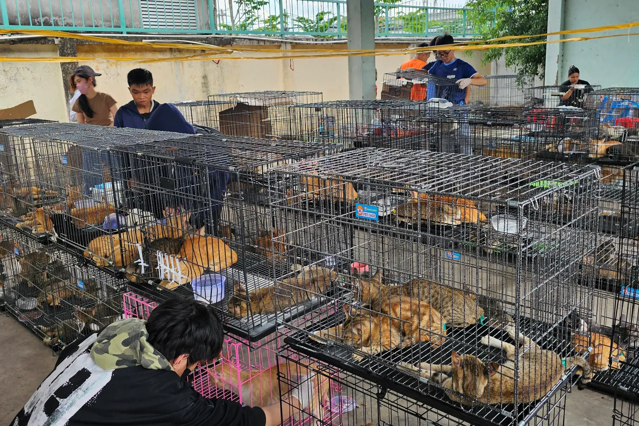 Vietnamda akılalmaz kedi operasyonu! 400den fazla çalıntı hayvan kesilmekten son anda kurtarıldı