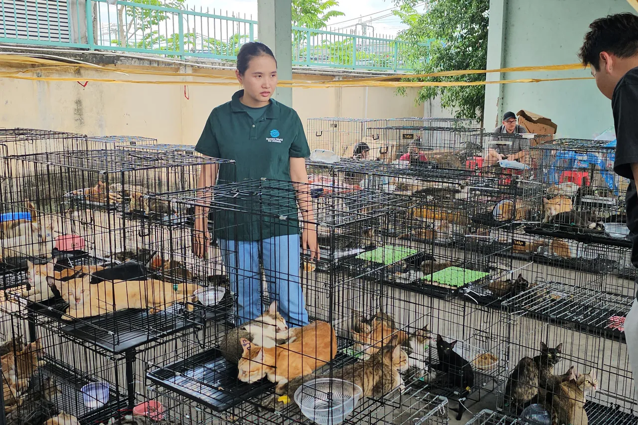 Vietnamda akılalmaz kedi operasyonu! 400den fazla çalıntı hayvan kesilmekten son anda kurtarıldı