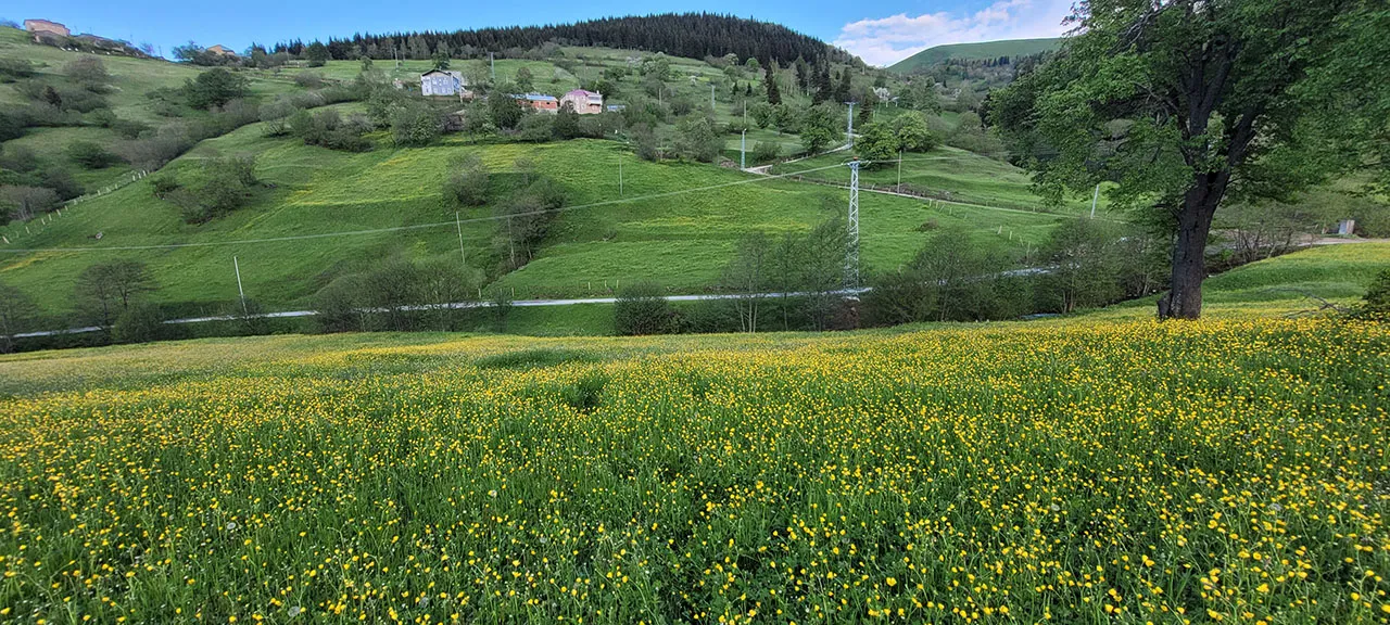 Yeşil vilayetin lezzetleri