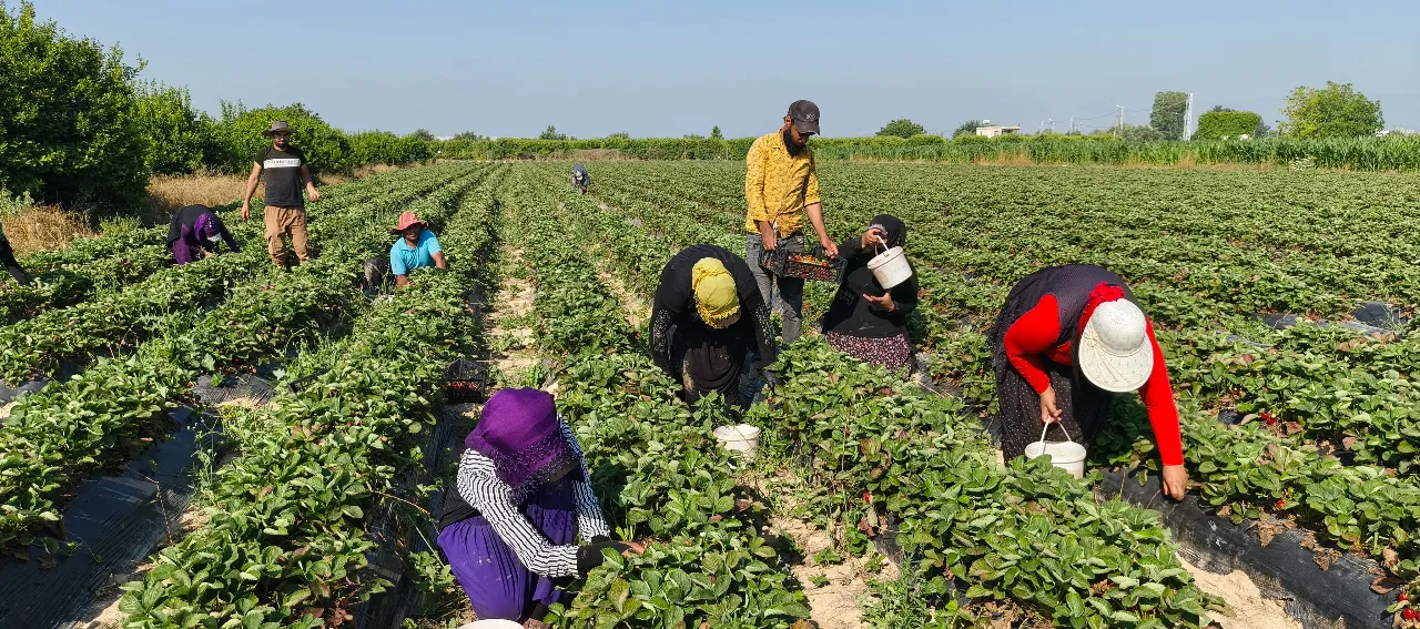 Aromasıyla damak çatlatıyor! Tarlada 25, markette 100 lira
