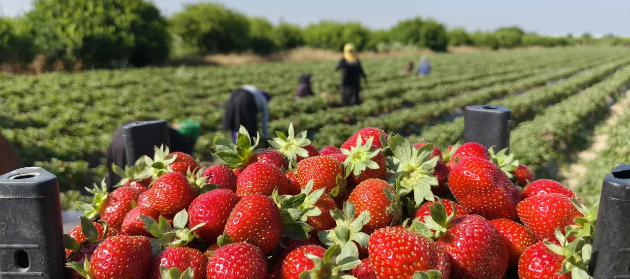 Aromasıyla damak çatlatıyor! Tarlada 25, markette 100 lira