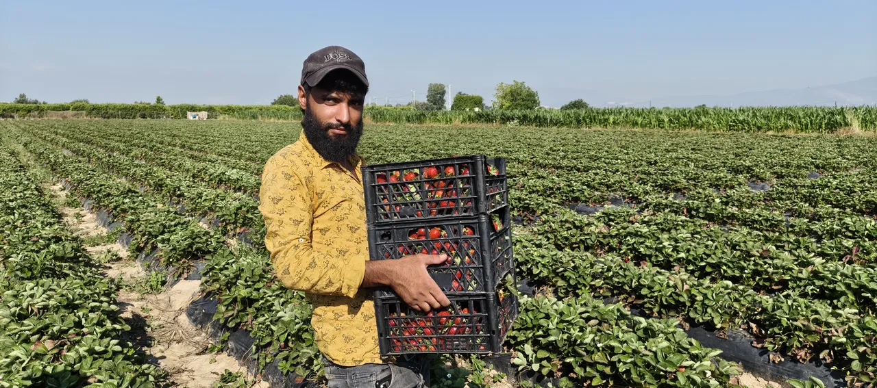 Aromasıyla damak çatlatıyor! Tarlada 25, markette 100 lira