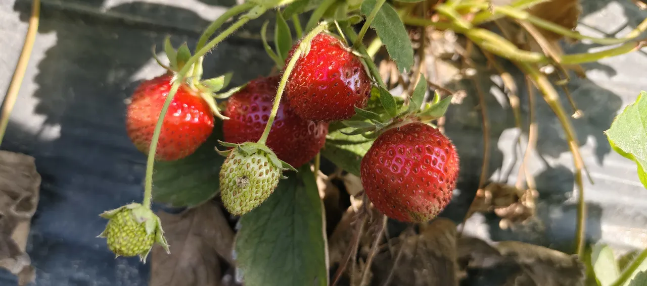 Aromasıyla damak çatlatıyor! Tarlada 25, markette 100 lira