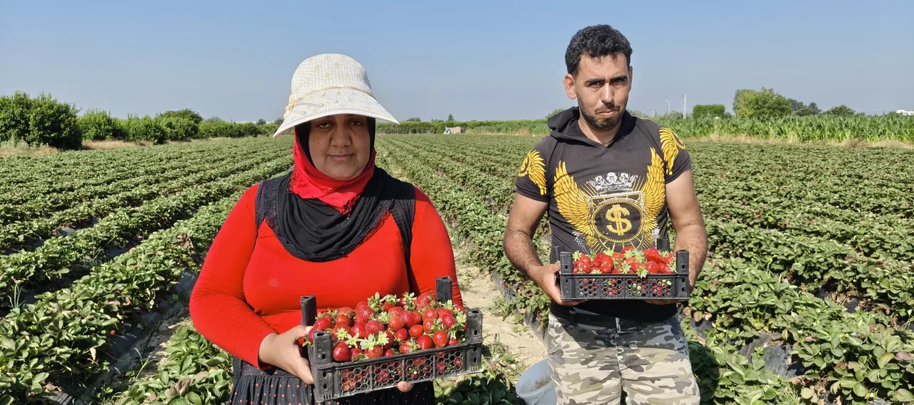 Aromasıyla damak çatlatıyor! Tarlada 25, markette 100 lira