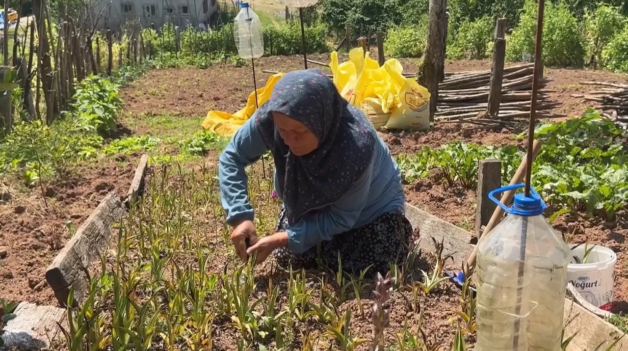 Sosyal medyada gördü, devlet desteğiyle bahçesine ekti! Şimdi kilosunu 10 bin TL'den satıyor