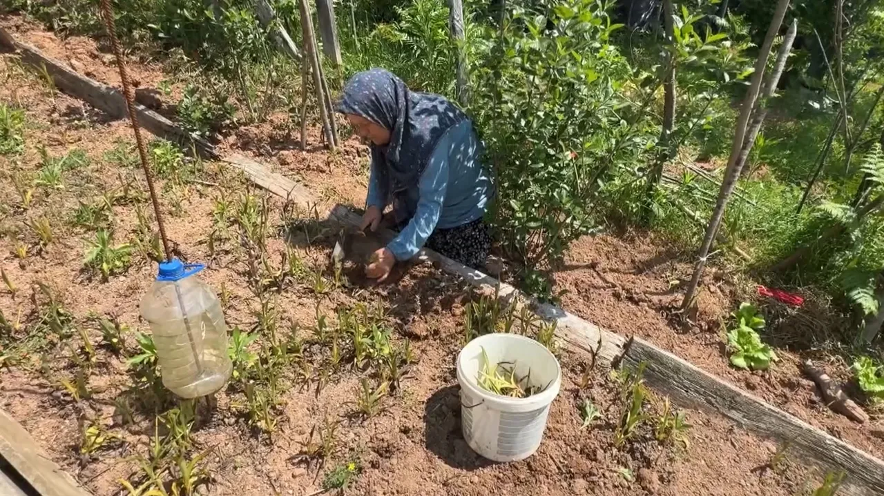 Sosyal medyada gördü, devlet desteğiyle bahçesine ekti! Şimdi kilosunu 10 bin TL'den satıyor