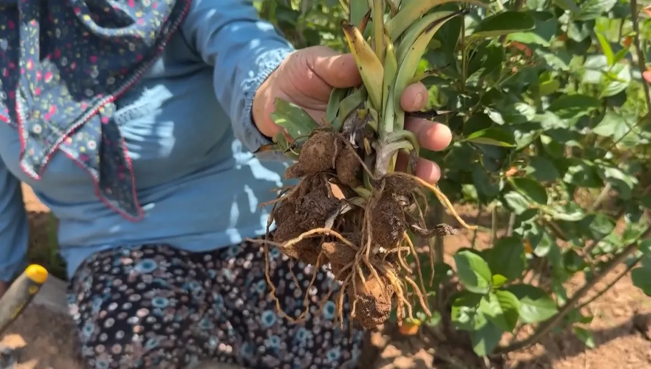 Sosyal medyada gördü, devlet desteğiyle bahçesine ekti! Şimdi kilosunu 10 bin TL'den satıyor